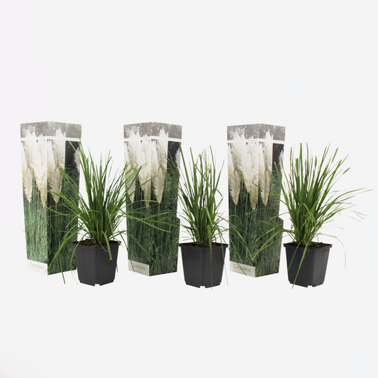 Cortaderia selloana - Set van 3 - Pampasgras - Wit