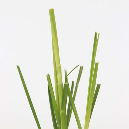 Cortaderia selloana - Set van 6 - Pampasgras - Wit