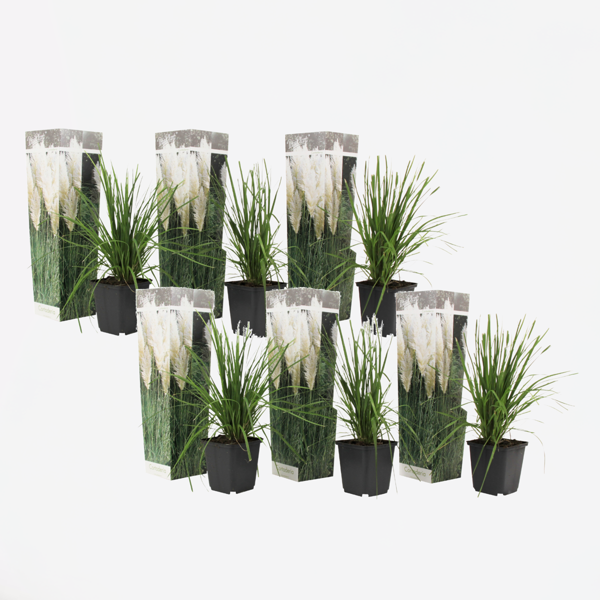 Cortaderia selloana - Set van 6 - Pampasgras - Wit