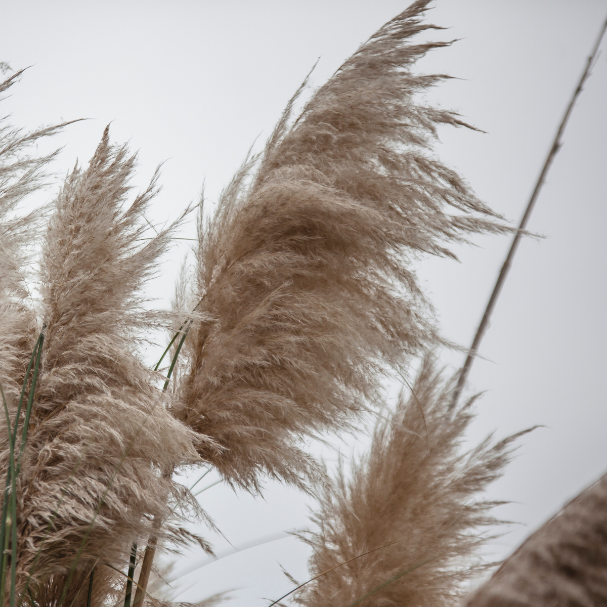 Cortaderia selloana - Mix van 6 - Pampasgras - Wit, Roze