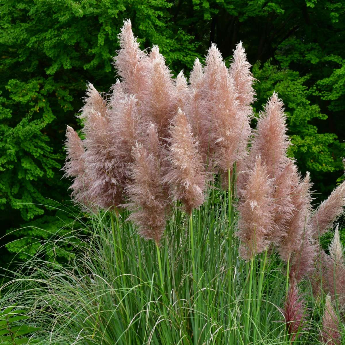 Cortaderia selloana - Set van 6 - Pampasgras - Roze