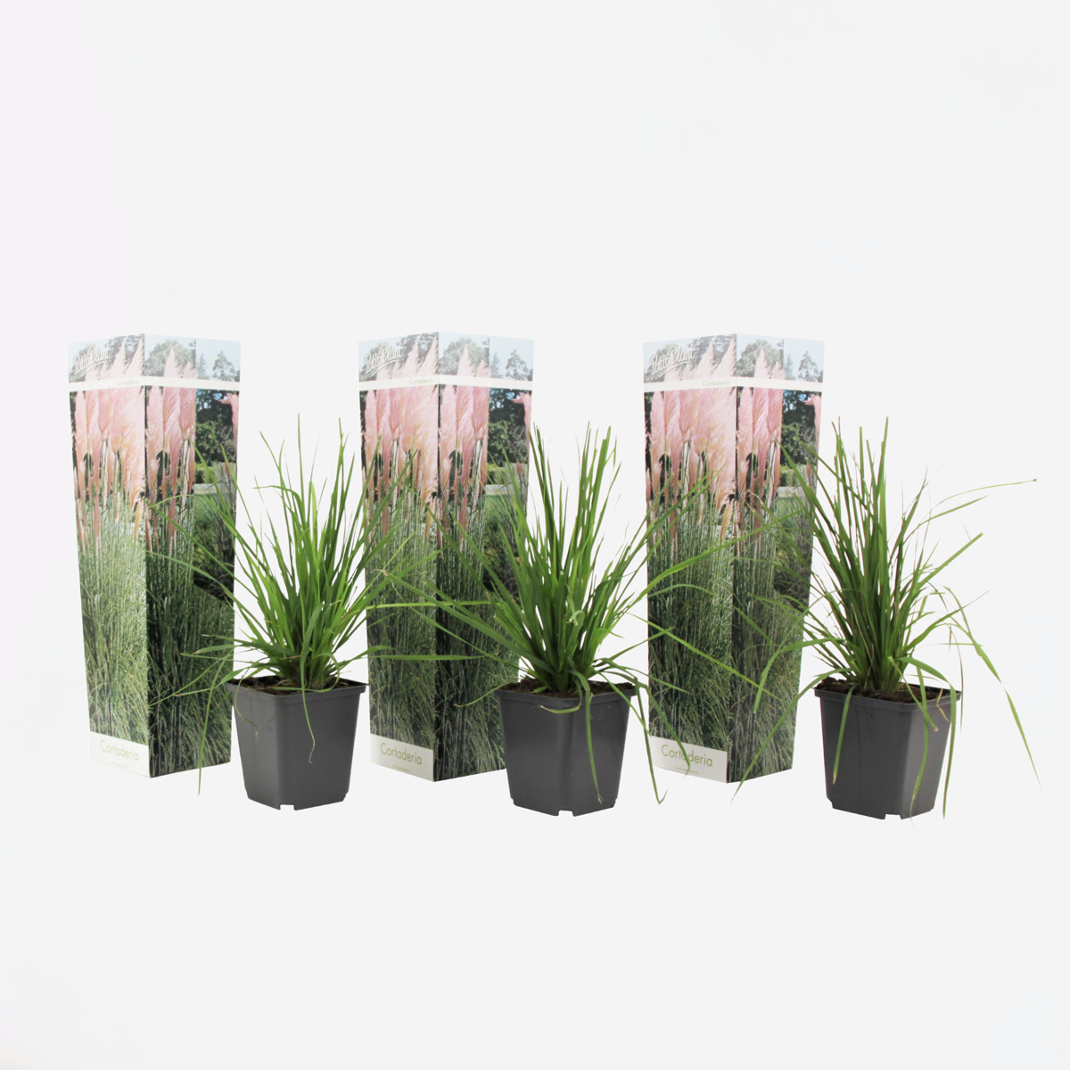 Cortaderia selloana - Set van 3 - Pampasgras - Roze