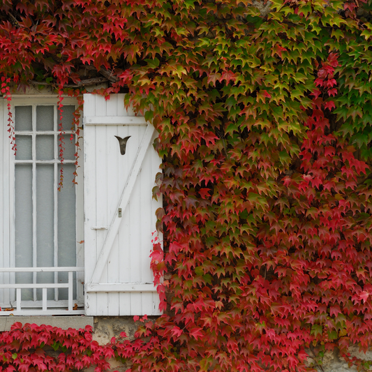 Parthenocissus 'Wilde Wingerd' - Set van 3