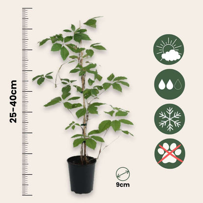 Parthenocissus 'Wilde Wingerd' - Set van 6