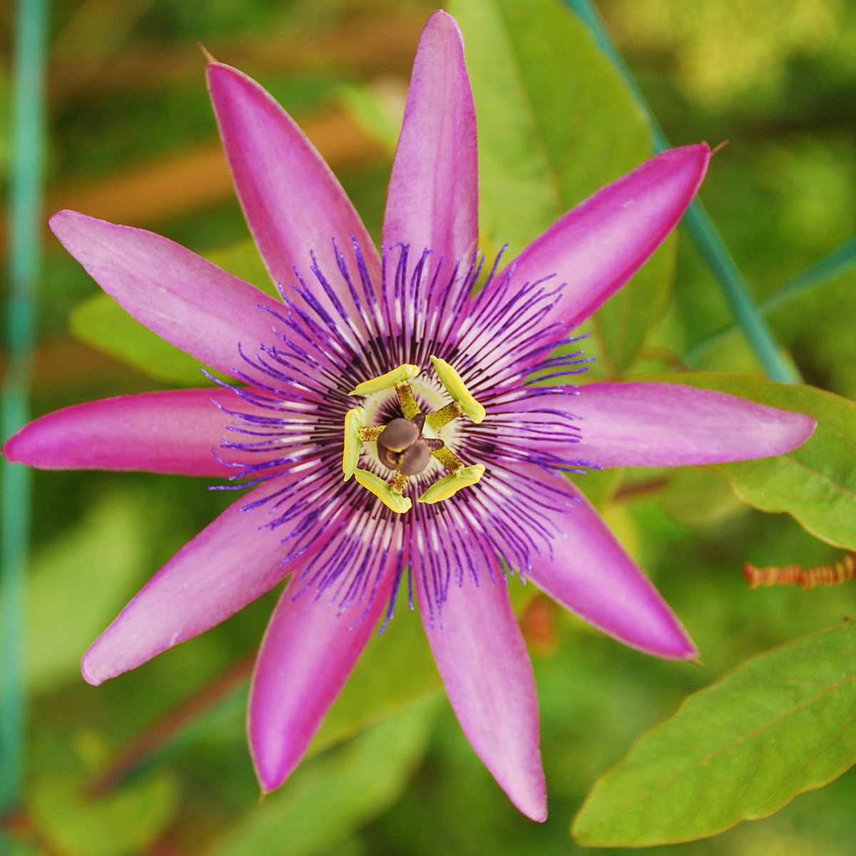 Passiflora - Mix van 3 - Passiebloem