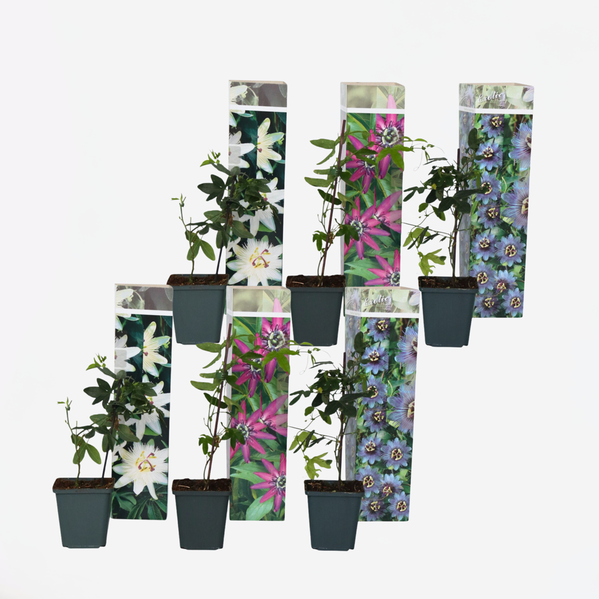 Passiflora - Mix van 6 - Passiebloem