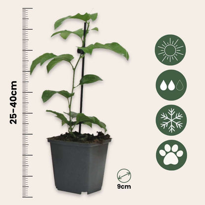 Passiflora Edulis klimplant - Set van 3 - Passiebloem
