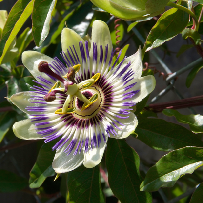 Passiflora Edulis klimplant - Set van 3 - Passiebloem