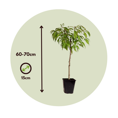 Prunus persica 'Bonanza'- Dwergperzikboom