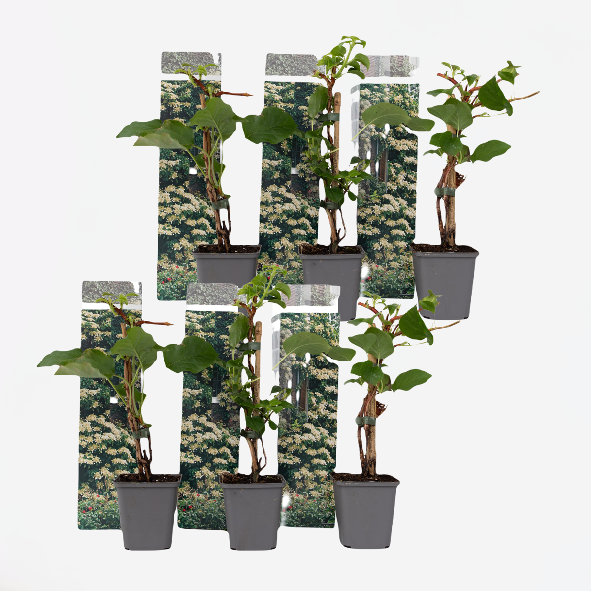 Hydrangea 'Petiolaris’ - Set van 6 - Klimhortensia