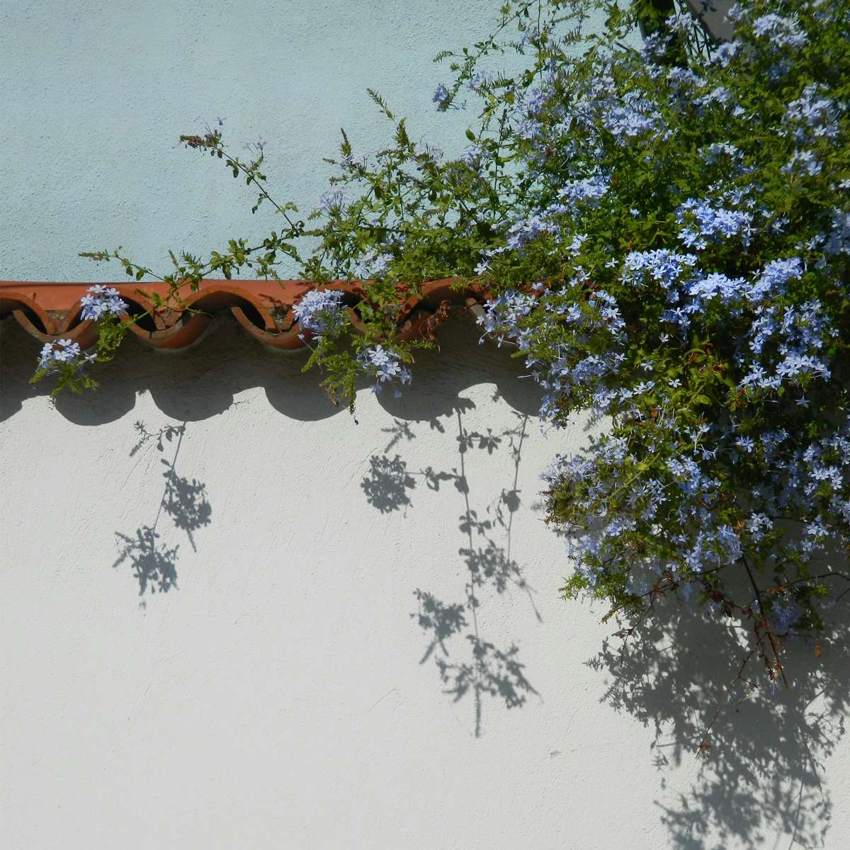 Plumbago auriculata 'mannentrouw' - Set van 3