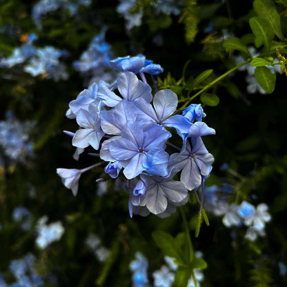 Plumbago auriculata 'mannentrouw' - Set van 3