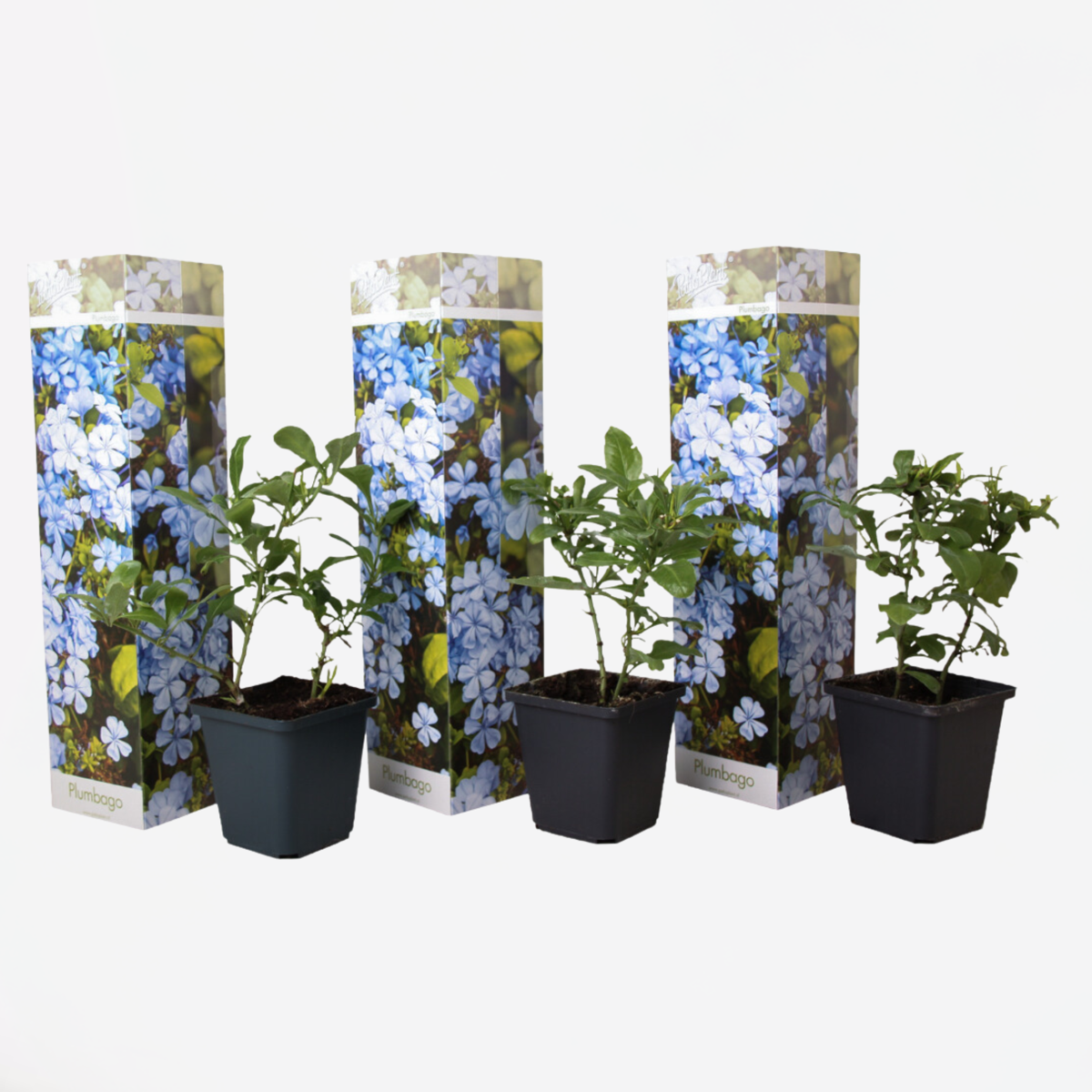 Plumbago auriculata 'mannentrouw' - Set van 3