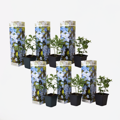 Plumbago auriculata 'Mannentrouw' - Set van 6