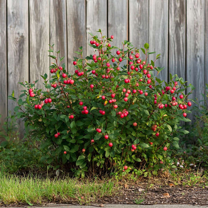 Superfruit - 3 Fruitbomen - Bosbes, Veenbes, Goji