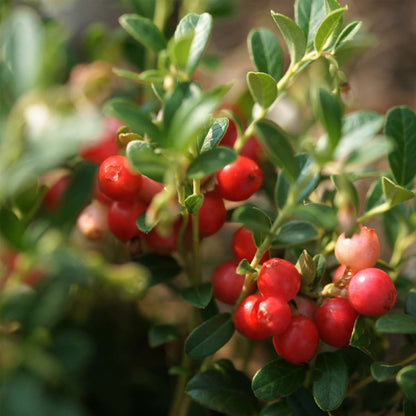 Superfruit - 6 Fruitbomen - Bosbes, Veenbes, Goji