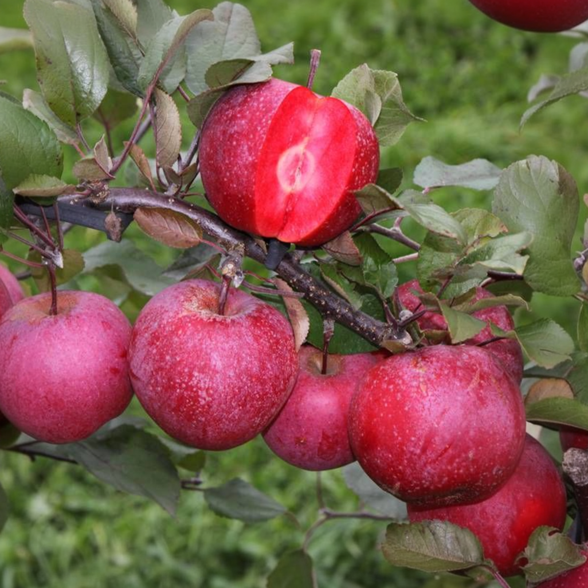 Fruitbomen - Mix van 6 - appel, peer