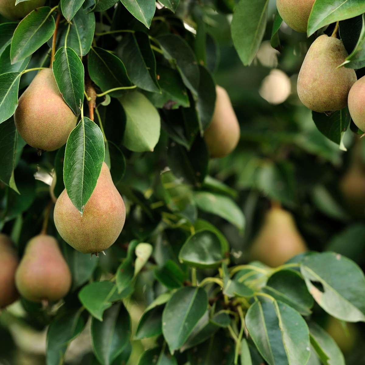 Fruitbomen - Mix van 6 - appel, peer