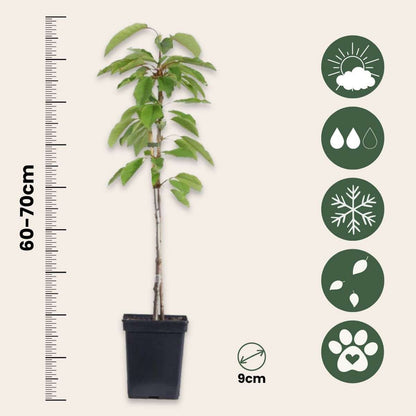 Fruitbomen - Mix van 6 - appel, peer