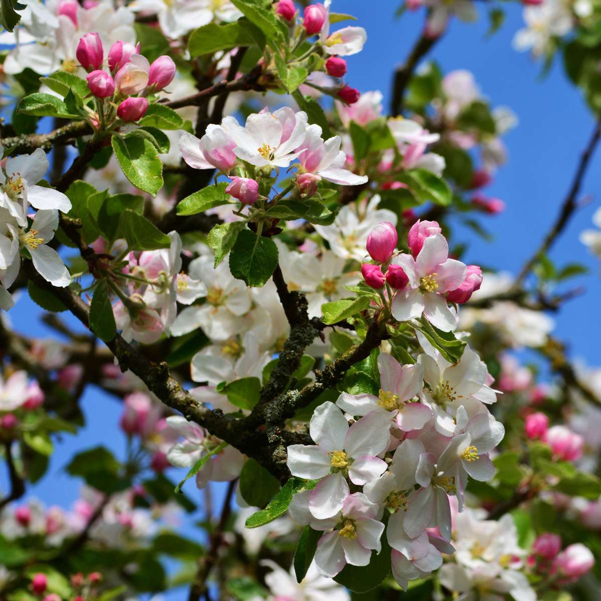 Appelboom 'Trio' - Malus