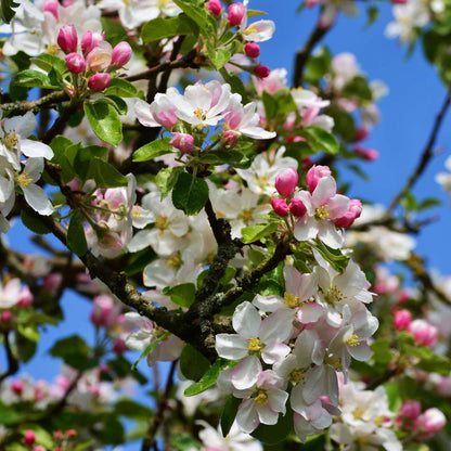 Appelboom 'Trio' - Malus