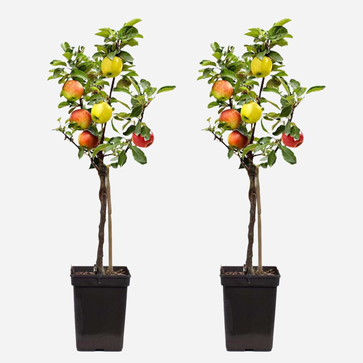 Appelboom 'Trio' - Set van 2 - Malus