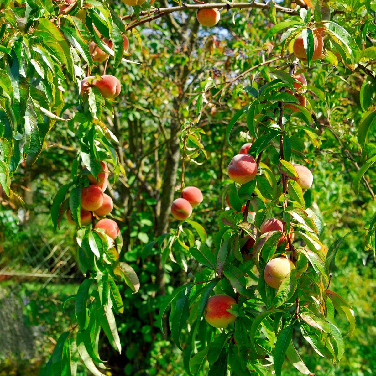 Prunus Persica 'Saturne' - Perzikboom