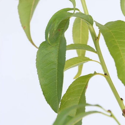 Prunus Persica 'Saturne' - Perzikboom