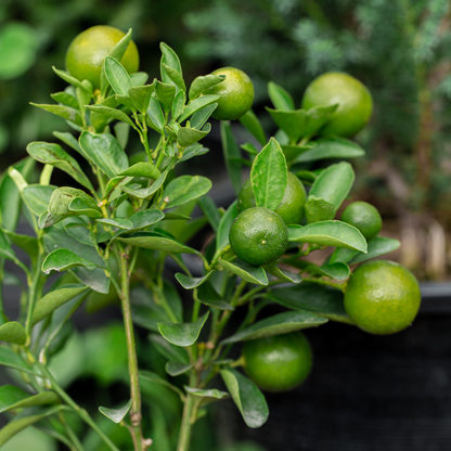 Citrus aurantifolia - Set van 3 - Limoenboom