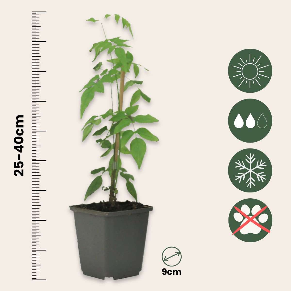 Jasminoides Officinale - Set van 3 - Wit - Jasmijn