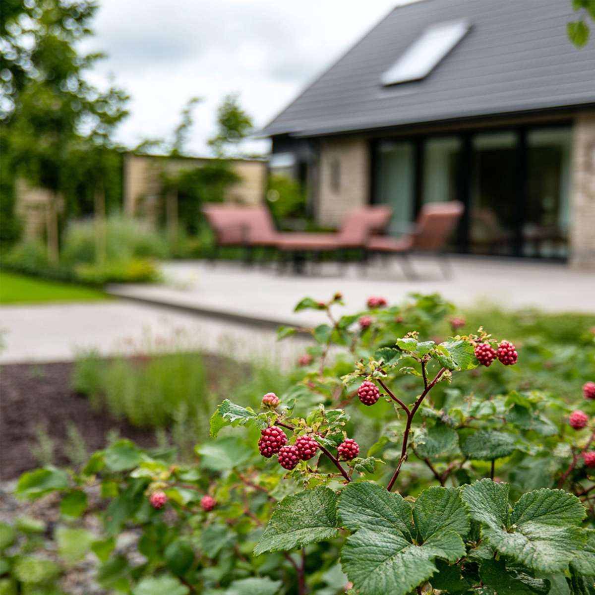 Rubus 'Tayberry' - Set van 3 - Braamboos