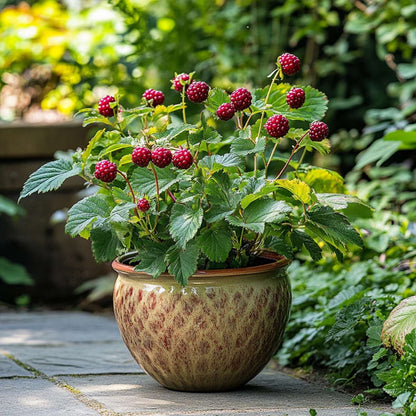 Rubus 'Tayberry' - Set van 3 - Braamboos