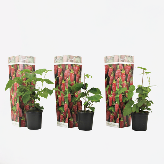 Rubus 'Tayberry' - Set van 3 - Braamboos
