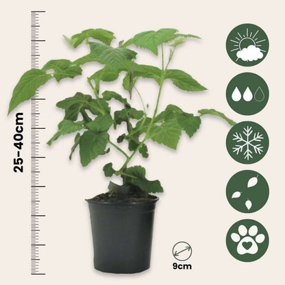 Rubus 'Tayberry' - Set van 3 - Braamboos
