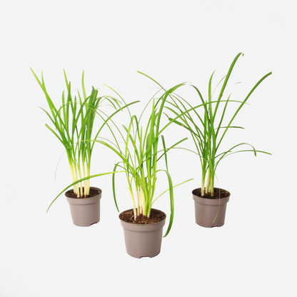 Tulbaghia 'Knobikraut' - Wilde knoflook - Set van 3