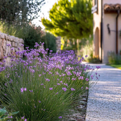 Tulbaghia 'Knobikraut' - Wilde knoflook - Set van 6