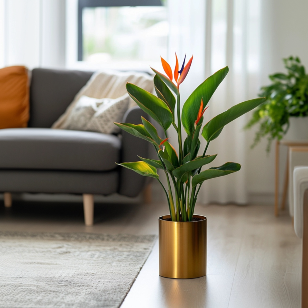 Strelitzia Reginea - Paradijsvogelbloem