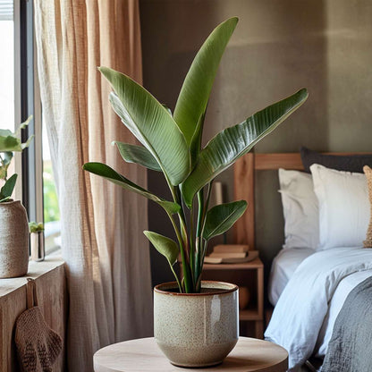 Strelitzia Reginea - Set van 3 - Paradijsvogelbloem