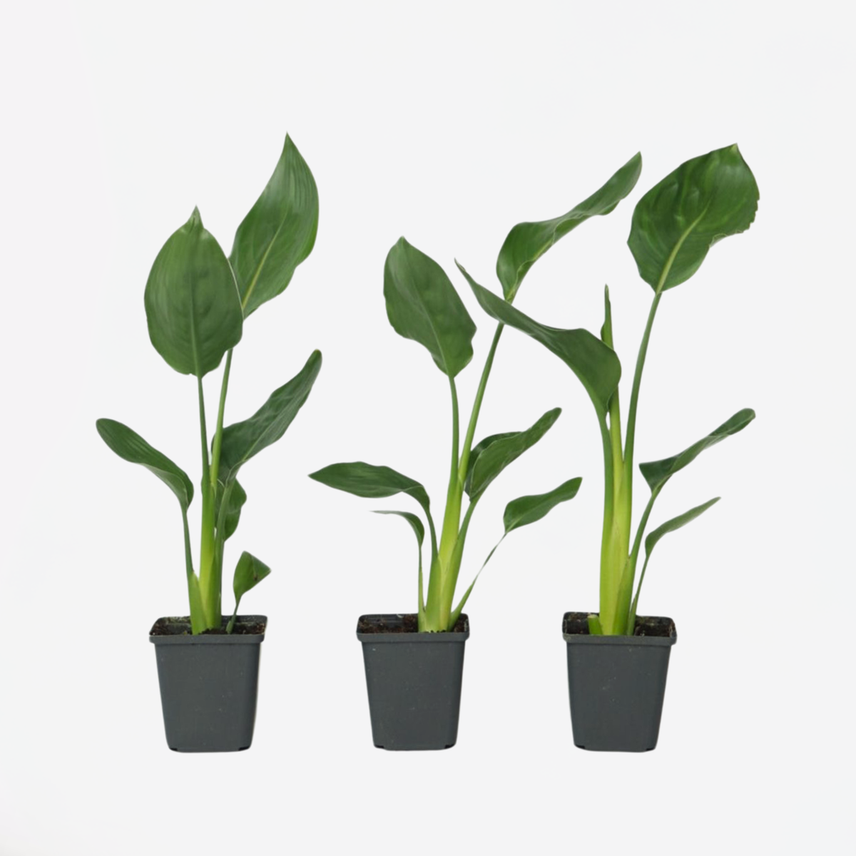 Strelitzia Reginea - Set van 3 - Paradijsvogelbloem