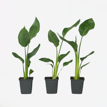 Strelitzia Reginea - Set van 3 - Paradijsvogelbloem