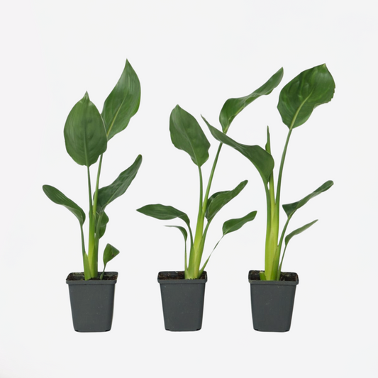 Strelitzia Reginea - Set van 3 - Paradijsvogelbloem
