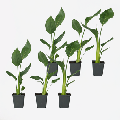 Strelitzia Reginea - Set van 6 - Paradijsvogelbloem