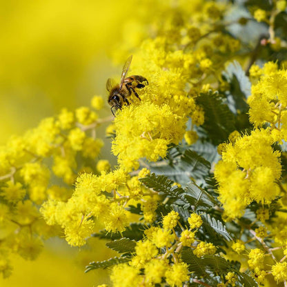 Acacia dealbata Mimosa - Set van 3