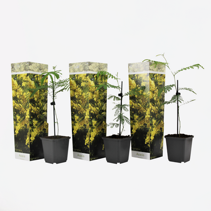 Acacia dealbata Mimosa - Set van 3