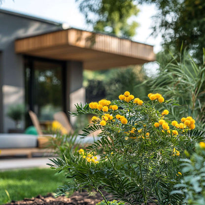 Acacia dealbata Mimosa - Set van 6