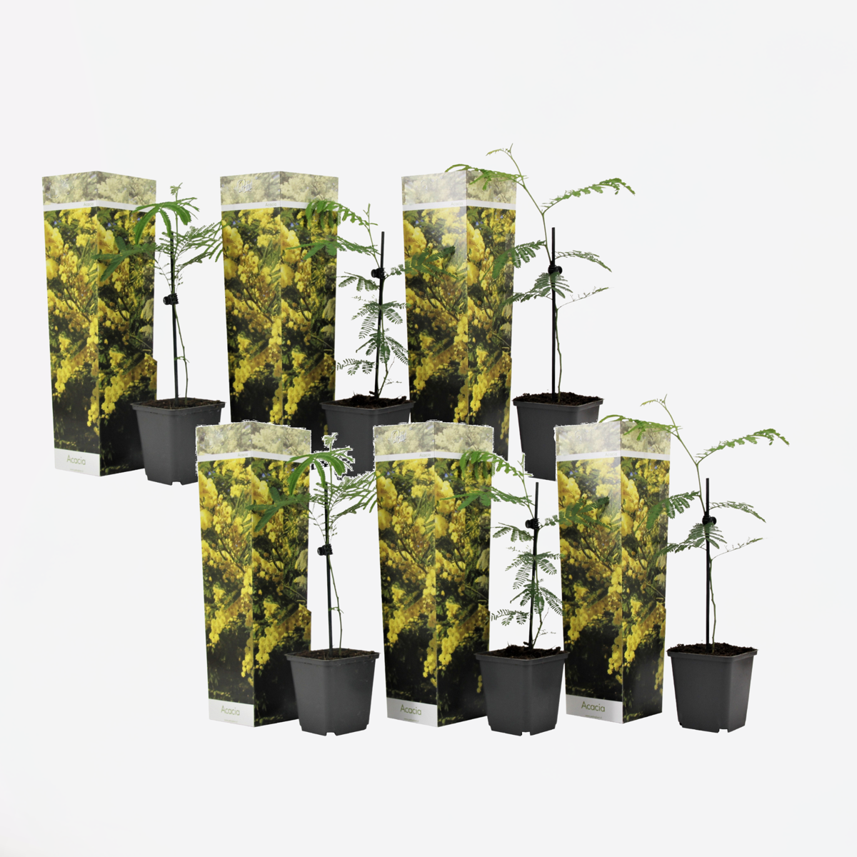 Acacia dealbata Mimosa - Set van 6
