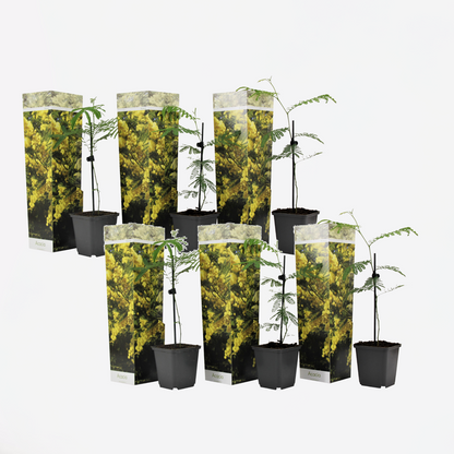 Acacia dealbata Mimosa - Set van 6