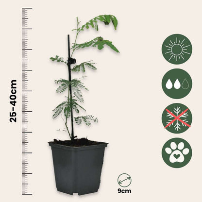 Acacia dealbata Mimosa - Set van 6