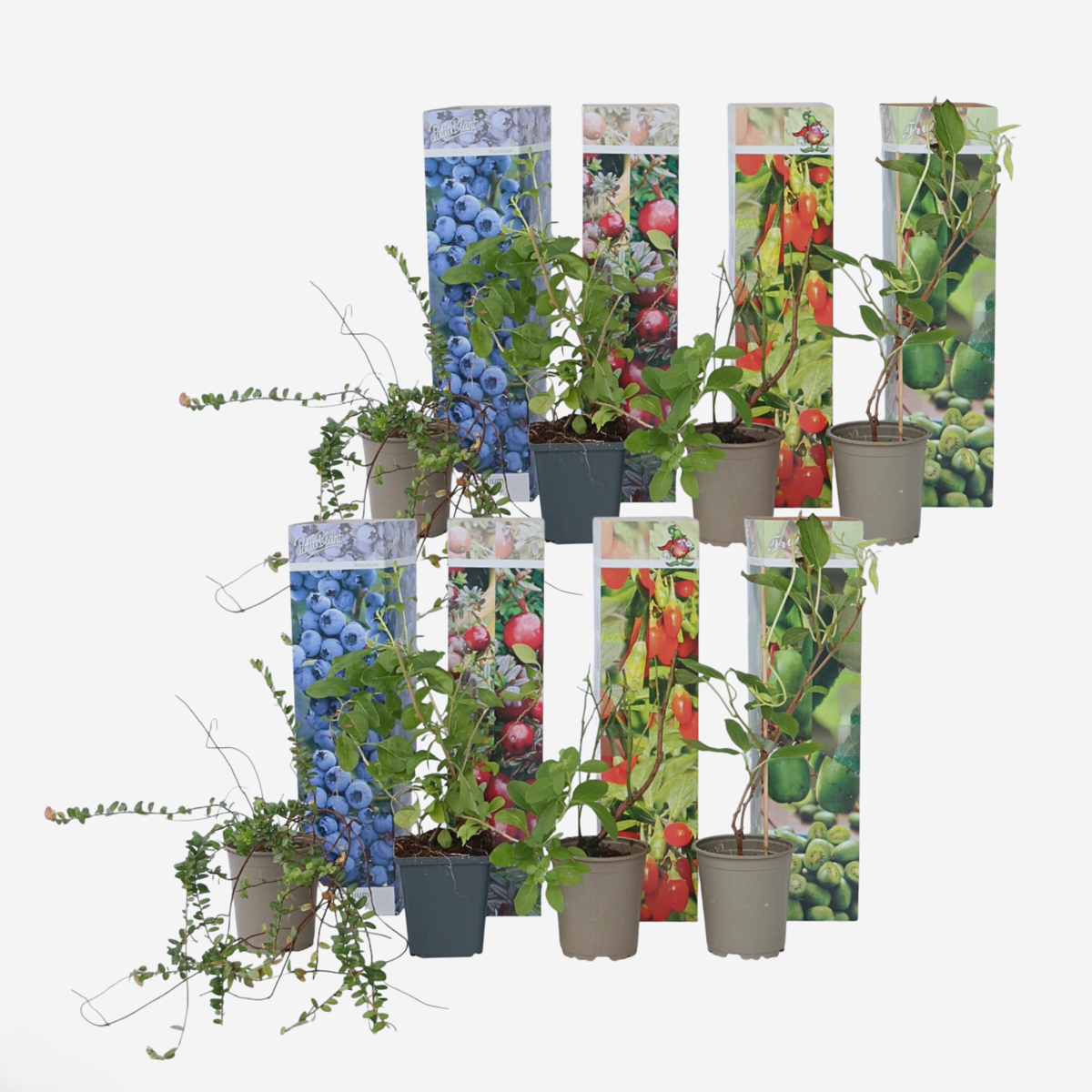 Smoothie Mix - Mix van 8 - Goji, Cranberry, bes, Kiwi