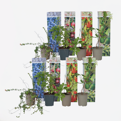 Smoothie Mix - Mix van 8 - Goji, Cranberry, bes, Kiwi